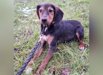 Bond ein sanfter Engel