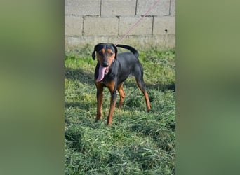 NOTFALL - „Lena“, hält den Stress im Tierheim nicht aus. Ca. 2022 geb. Weint ganz doll im Zwinger