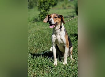 „Sara“, Aktive, temperamentvolle und menschenbezogene Hündin, ideal für sportliche Aktivitäten