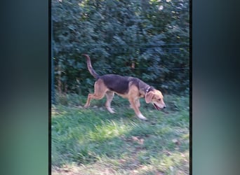 ausgeglichene freundliche Bracke-Schäferhund Mischlings-Hündin Lea sucht....