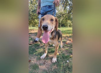 ausgeglichene freundliche Bracke-Schäferhund Mischlings-Hündin Lea sucht....