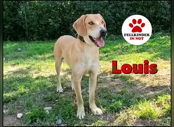 hübscher und lieber Bracke-Schäferhund Mischling Louis sucht ein Zuhause