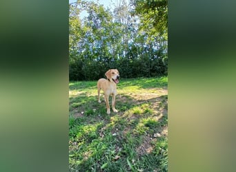 hübscher und lieber Bracke-Schäferhund Mischling Louis sucht ein Zuhause