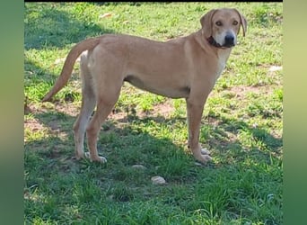 hübscher und lieber Bracke-Schäferhund Mischling Louis sucht ein Zuhause