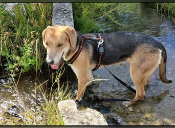 ausgeglichene freundliche Bracke-Schäferhund Mischlings-Hündin Lea sucht....