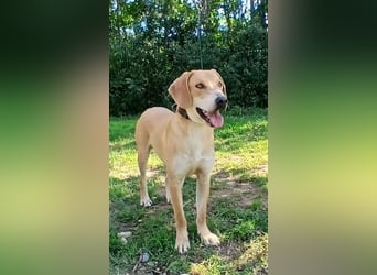 hübscher und lieber Bracke-Schäferhund Mischling Louis sucht ein Zuhause