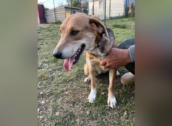 ausgeglichene freundliche Bracke-Schäferhund Mischlings-Hündin Lea sucht....