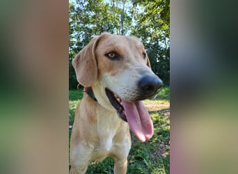 hübscher und lieber Bracke-Schäferhund Mischling Louis sucht ein Zuhause