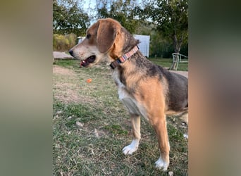 ausgeglichene freundliche Bracke-Schäferhund Mischlings-Hündin Lea sucht....
