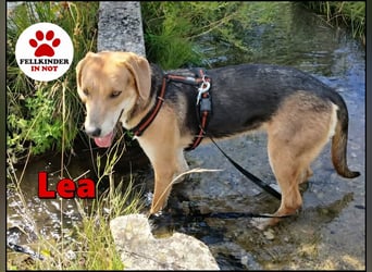 ausgeglichene freundliche Bracke-Schäferhund Mischlings-Hündin Lea sucht....
