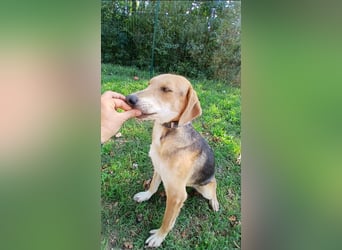 ausgeglichene freundliche Bracke-Schäferhund Mischlings-Hündin Lea sucht....