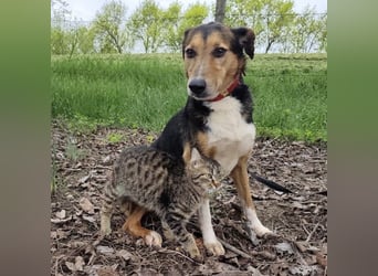 Nica eine gebrochene sanfte Seele