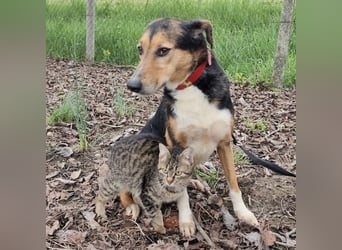 Nica eine gebrochene sanfte Seele