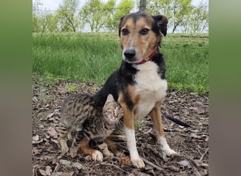 Nica eine gebrochene sanfte Seele