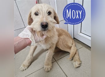 Moxy eine Mimose