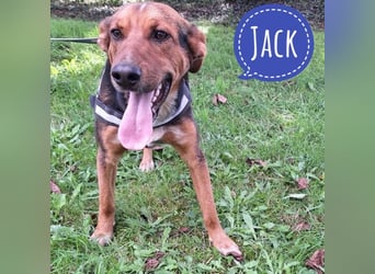 Jack ein tolles Wesen