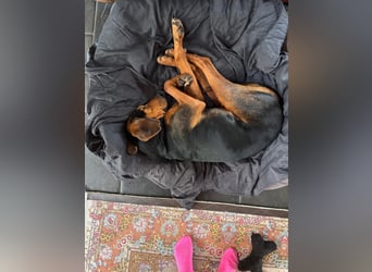 Brisa - serbische Bracke -Herz aus Gold