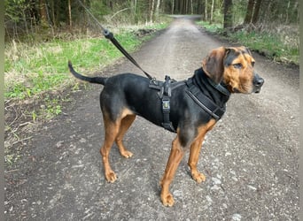 Brisa - Bracke - Notfall