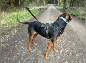 Brisa - Bracke - Notfall