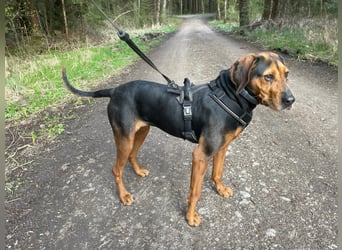 Brisa - Bracke - Notfall