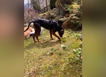 Brisa - serbische Bracke -Herz aus Gold