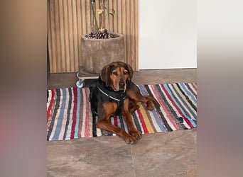 Brisa - Bracke - Notfall