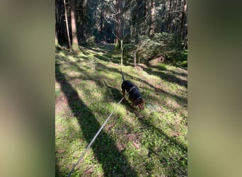 Brisa - Bracke - Notfall