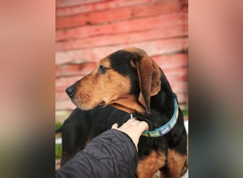 Brisa - Bracke - Notfall