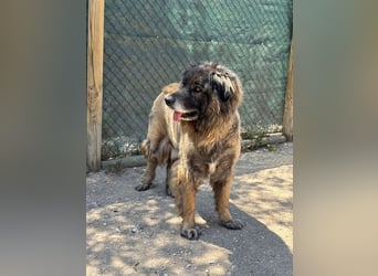 ZOUK-altersbedingt abgegeben-ruhiger Schatz, treuer, sanfter Begleiter, läuft gut an der Leine