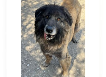 ZOUK-altersbedingt abgegeben-ruhiger Schatz, treuer, sanfter Begleiter, läuft gut an der Leine