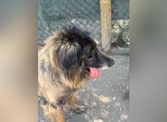 ZOUK-altersbedingt abgegeben-ruhiger Schatz, treuer, sanfter Begleiter, läuft gut an der Leine