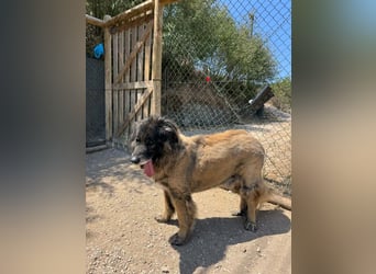 ZOUK-altersbedingt abgegeben-ruhiger Schatz, treuer, sanfter Begleiter, läuft gut an der Leine