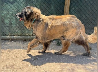 ZOUK-altersbedingt abgegeben-ruhiger Schatz, treuer, sanfter Begleiter, läuft gut an der Leine