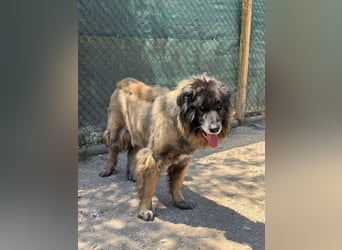 ZOUK-altersbedingt abgegeben-ruhiger Schatz, treuer, sanfter Begleiter, läuft gut an der Leine