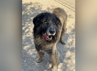 ZOUK-altersbedingt abgegeben-ruhiger Schatz, treuer, sanfter Begleiter, läuft gut an der Leine