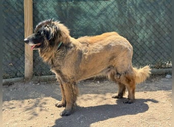 ZOUK-altersbedingt abgegeben-ruhiger Schatz, treuer, sanfter Begleiter, läuft gut an der Leine