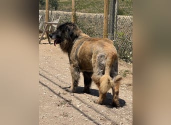 ZOUK-altersbedingt abgegeben-ruhiger Schatz, treuer, sanfter Begleiter, läuft gut an der Leine