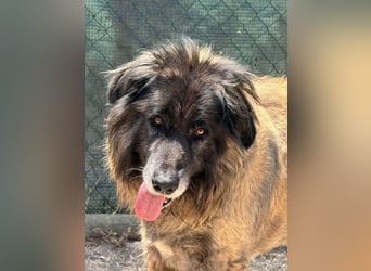 ZOUK-altersbedingt abgegeben-ruhiger Schatz, treuer, sanfter Begleiter, läuft gut an der Leine