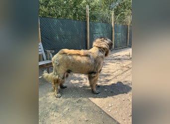 ZOUK-altersbedingt abgegeben-ruhiger Schatz, treuer, sanfter Begleiter, läuft gut an der Leine