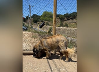 ZOUK-altersbedingt abgegeben-ruhiger Schatz, treuer, sanfter Begleiter, läuft gut an der Leine