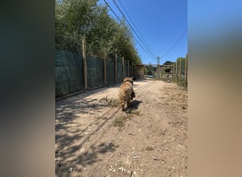 ZOUK-altersbedingt abgegeben-ruhiger Schatz, treuer, sanfter Begleiter, läuft gut an der Leine