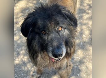 ZOUK-altersbedingt abgegeben-ruhiger Schatz, treuer, sanfter Begleiter, läuft gut an der Leine