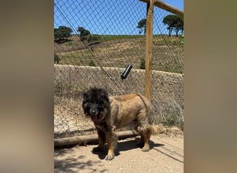 ZOUK-altersbedingt abgegeben-ruhiger Schatz, treuer, sanfter Begleiter, läuft gut an der Leine