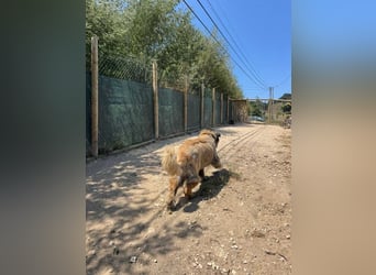 ZOUK-altersbedingt abgegeben-ruhiger Schatz, treuer, sanfter Begleiter, läuft gut an der Leine