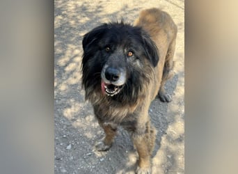 ZOUK-altersbedingt abgegeben-ruhiger Schatz, treuer, sanfter Begleiter, läuft gut an der Leine