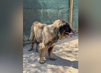 ZOUK-altersbedingt abgegeben-ruhiger Schatz, treuer, sanfter Begleiter, läuft gut an der Leine