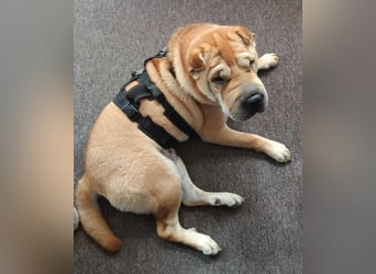 Briosa (Otto) sucht dringend neues Zuhause