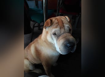 Briosa (Otto) sucht dringend neues Zuhause