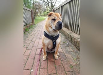 Briosa (Otto) sucht dringend neues Zuhause