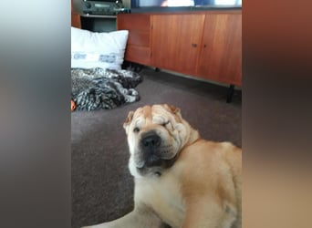 Briosa (Otto) sucht dringend neues Zuhause